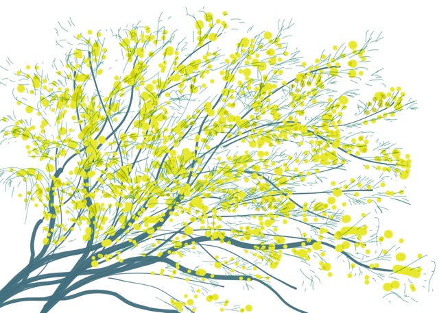 EL-Mimosa Branche.webp